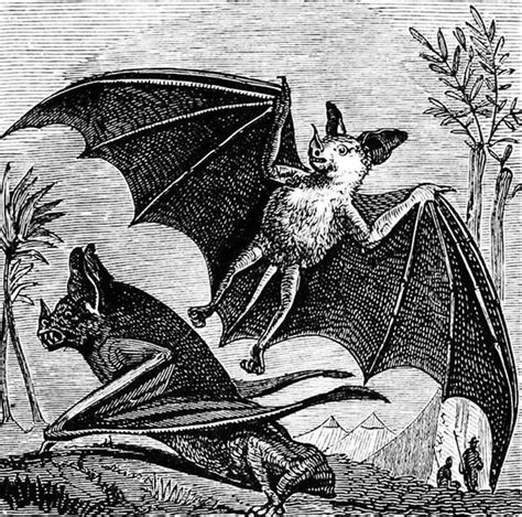 Straw witch bat